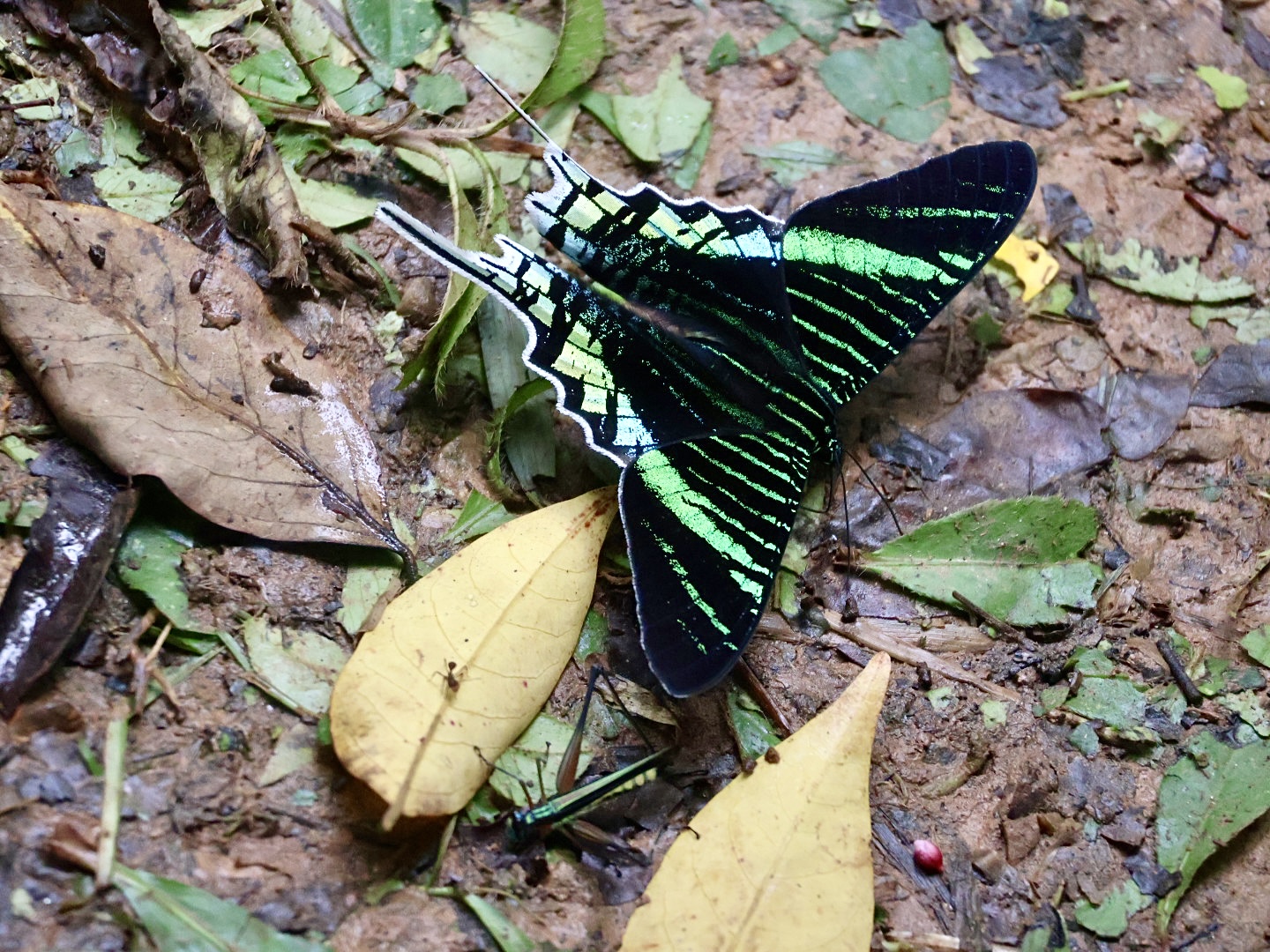 Green and black butterfly on the rainforest floor