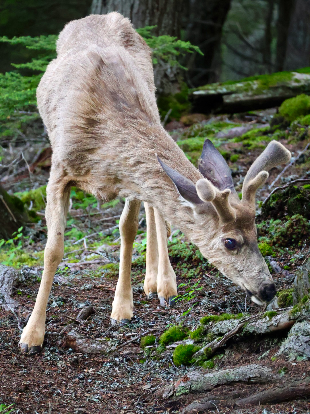 Young deer grazing in a mossy forest