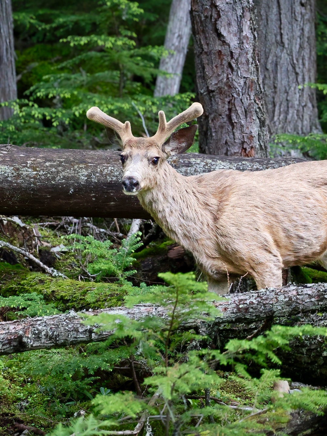 Deer standing among fallen logs and conifers