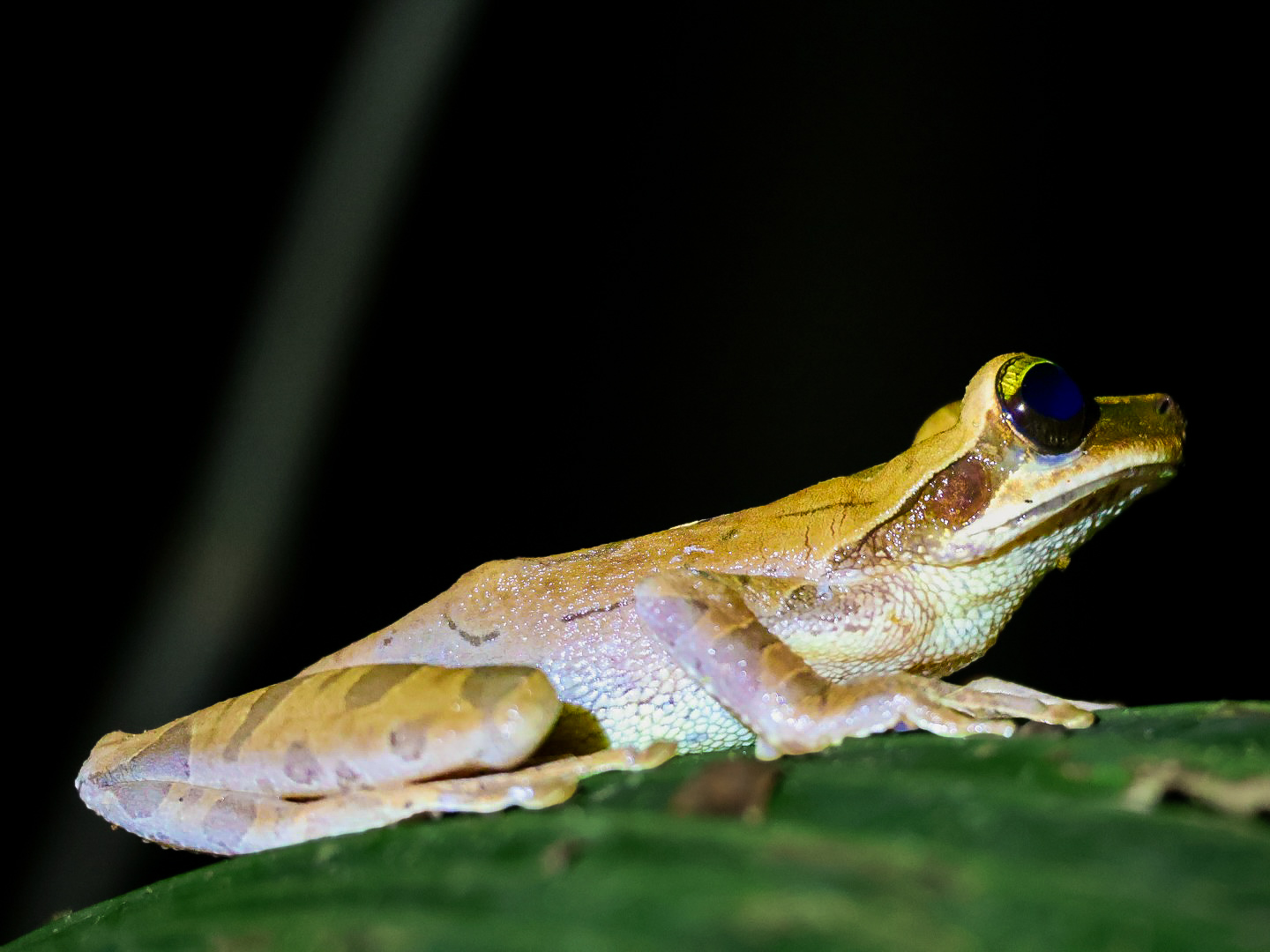 Tree frog perched on a leaf at night