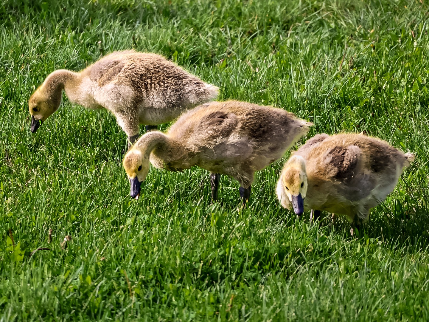 Three goslings feeding in green grass