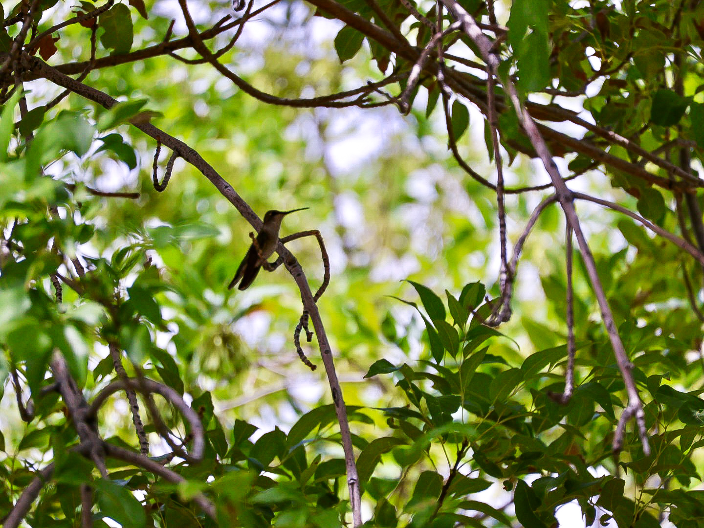Hummingbird perched in a leafy canopy