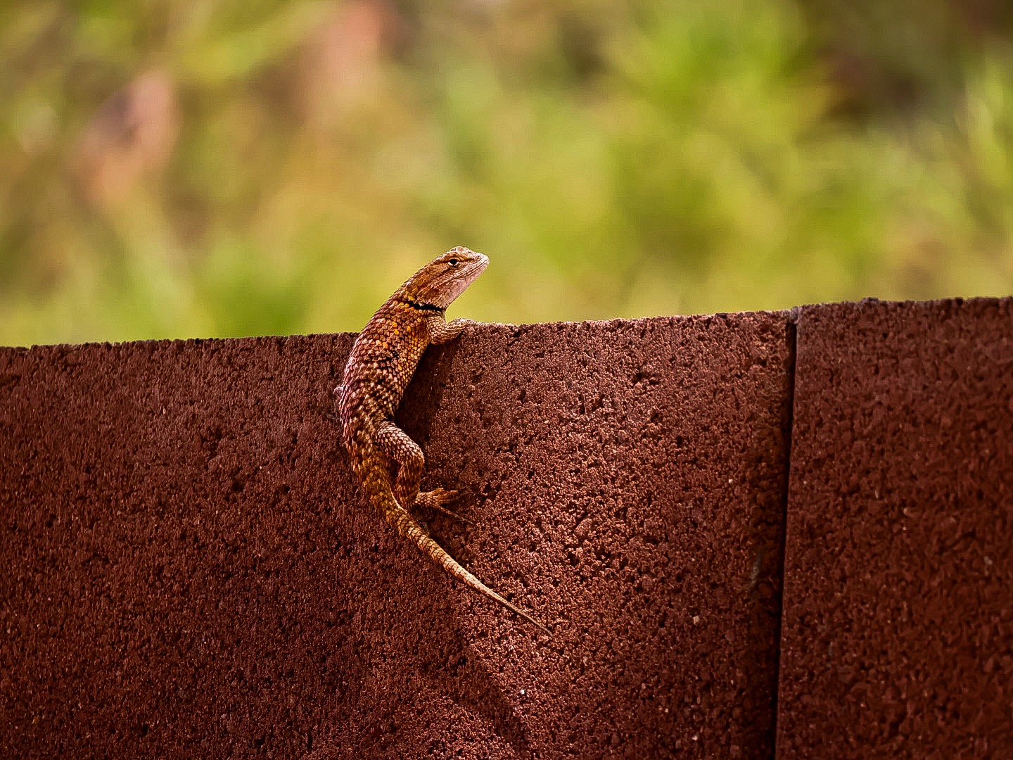 Lizard resting on a warm stone wall