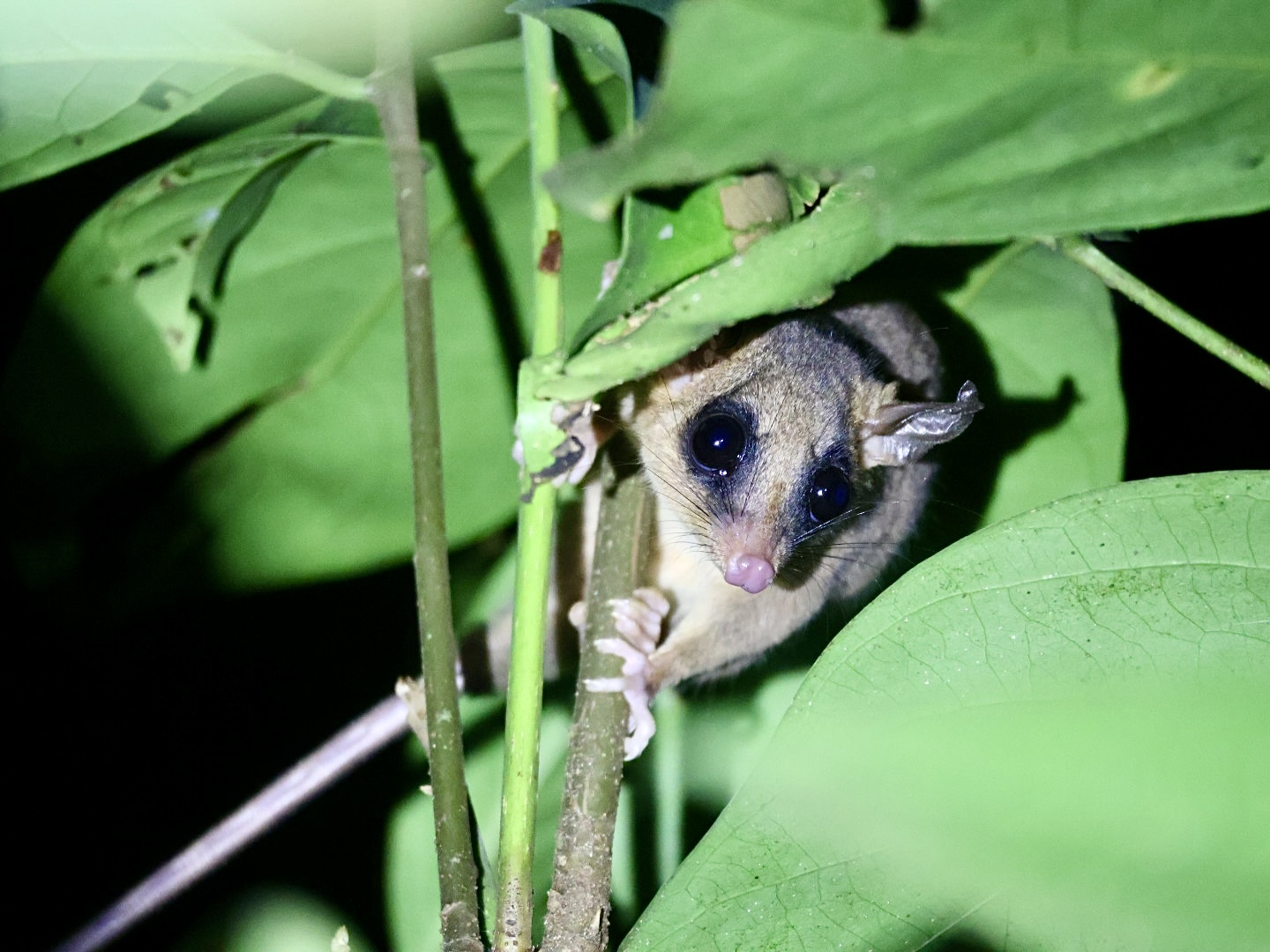 Small nocturnal mammal among green leaves