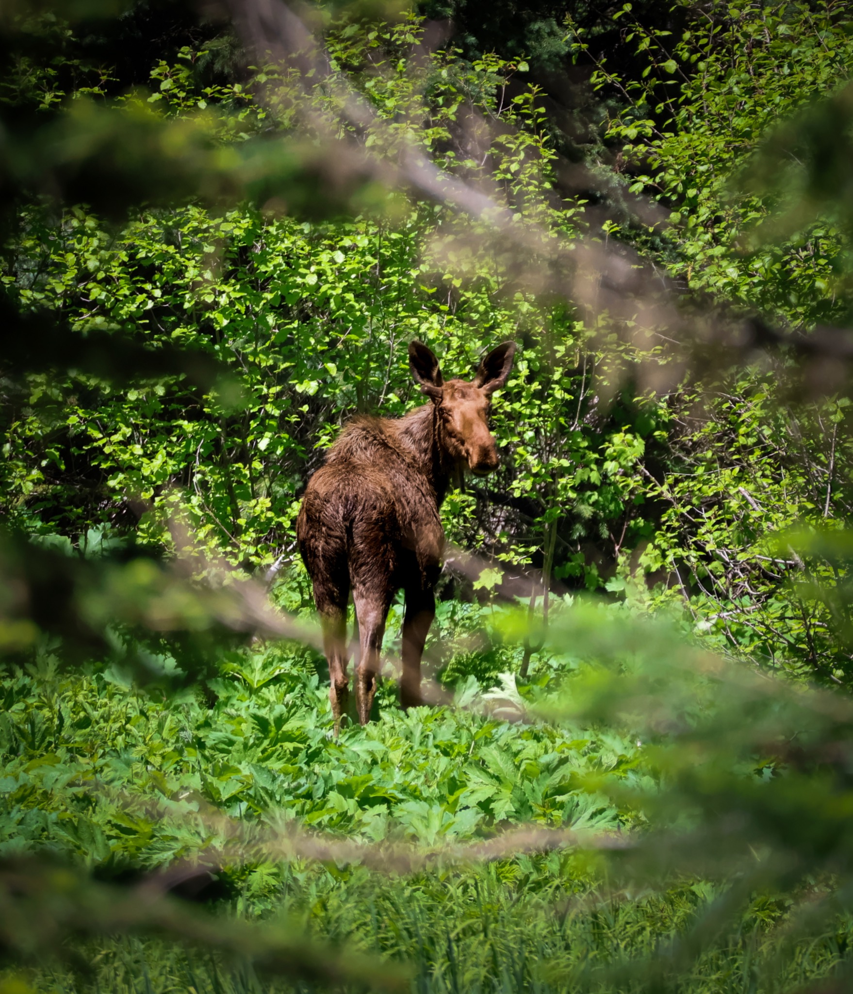 Moose standing among dense green forest vegetation
