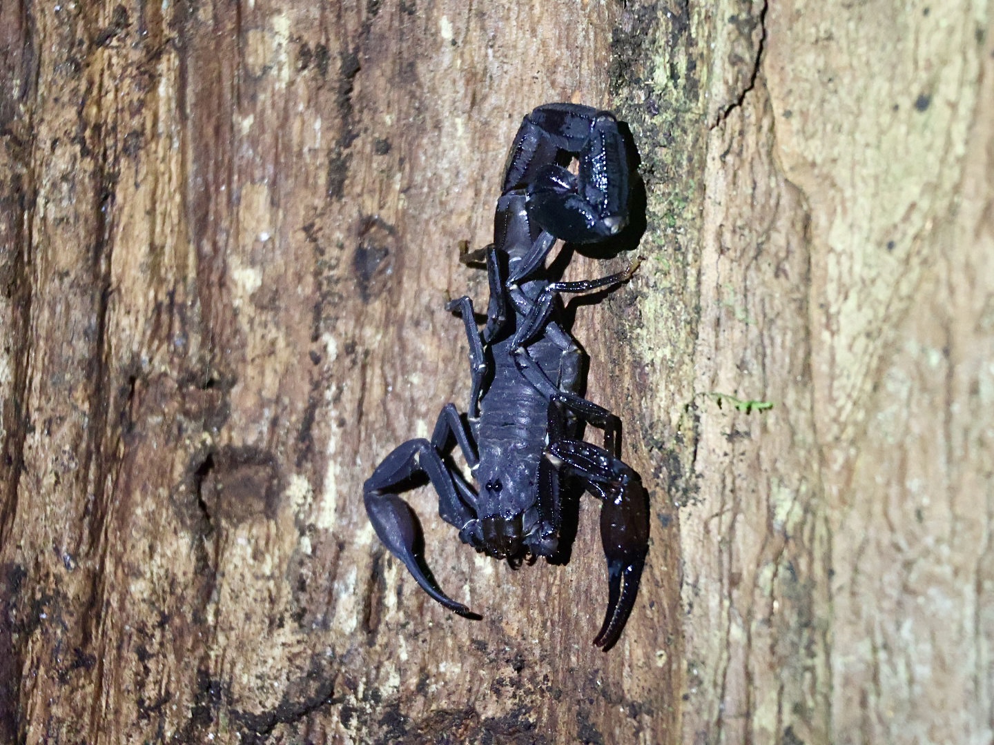 Dark scorpion on tree bark