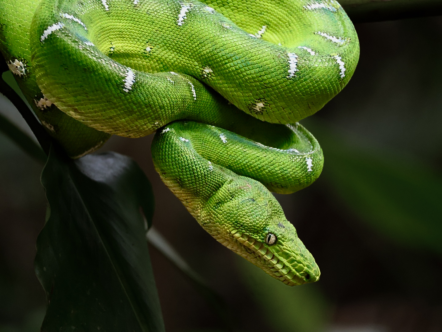 Bright green snake coiled on a branch