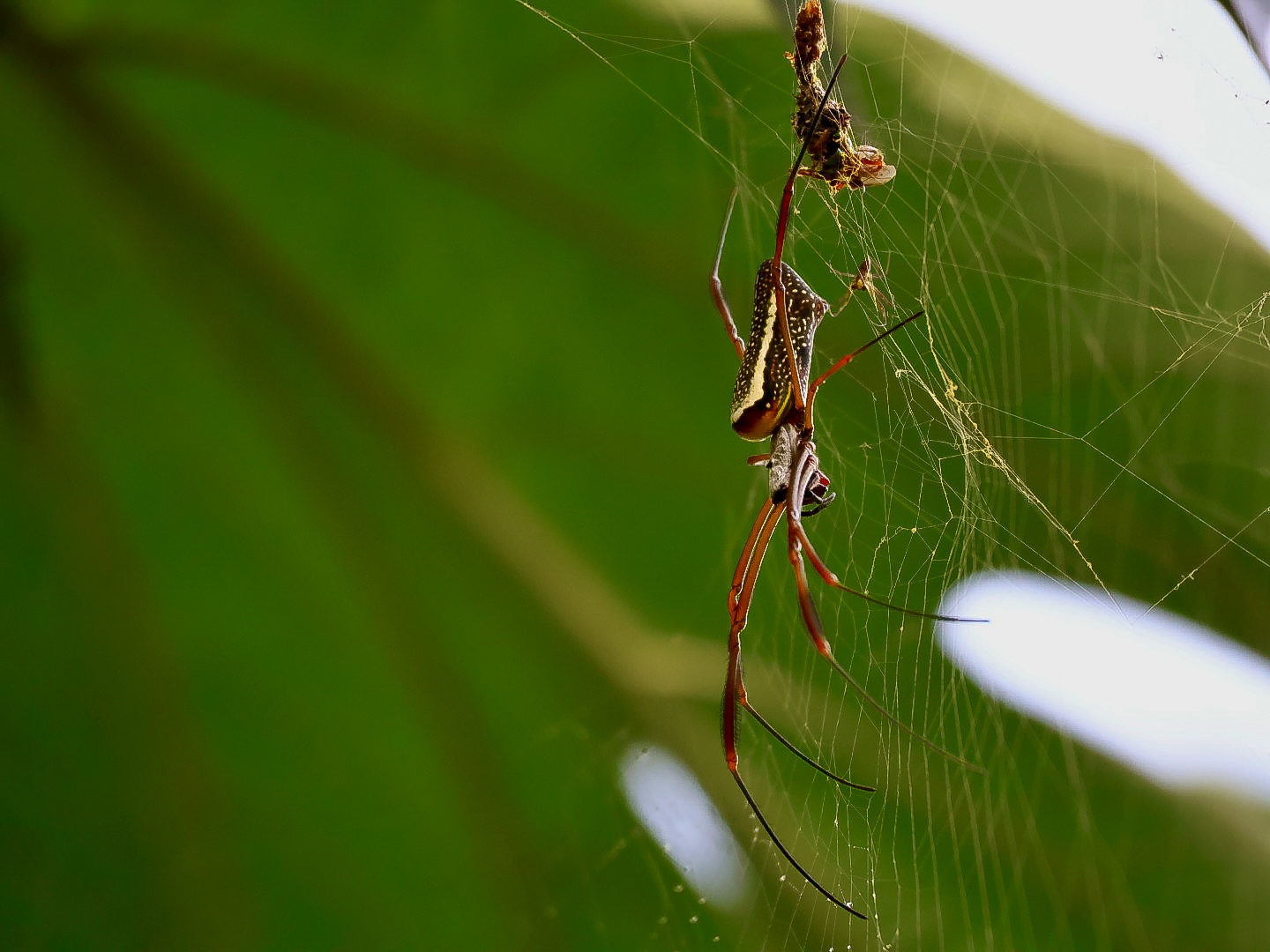 Spider suspended in a web against green rainforest foliage