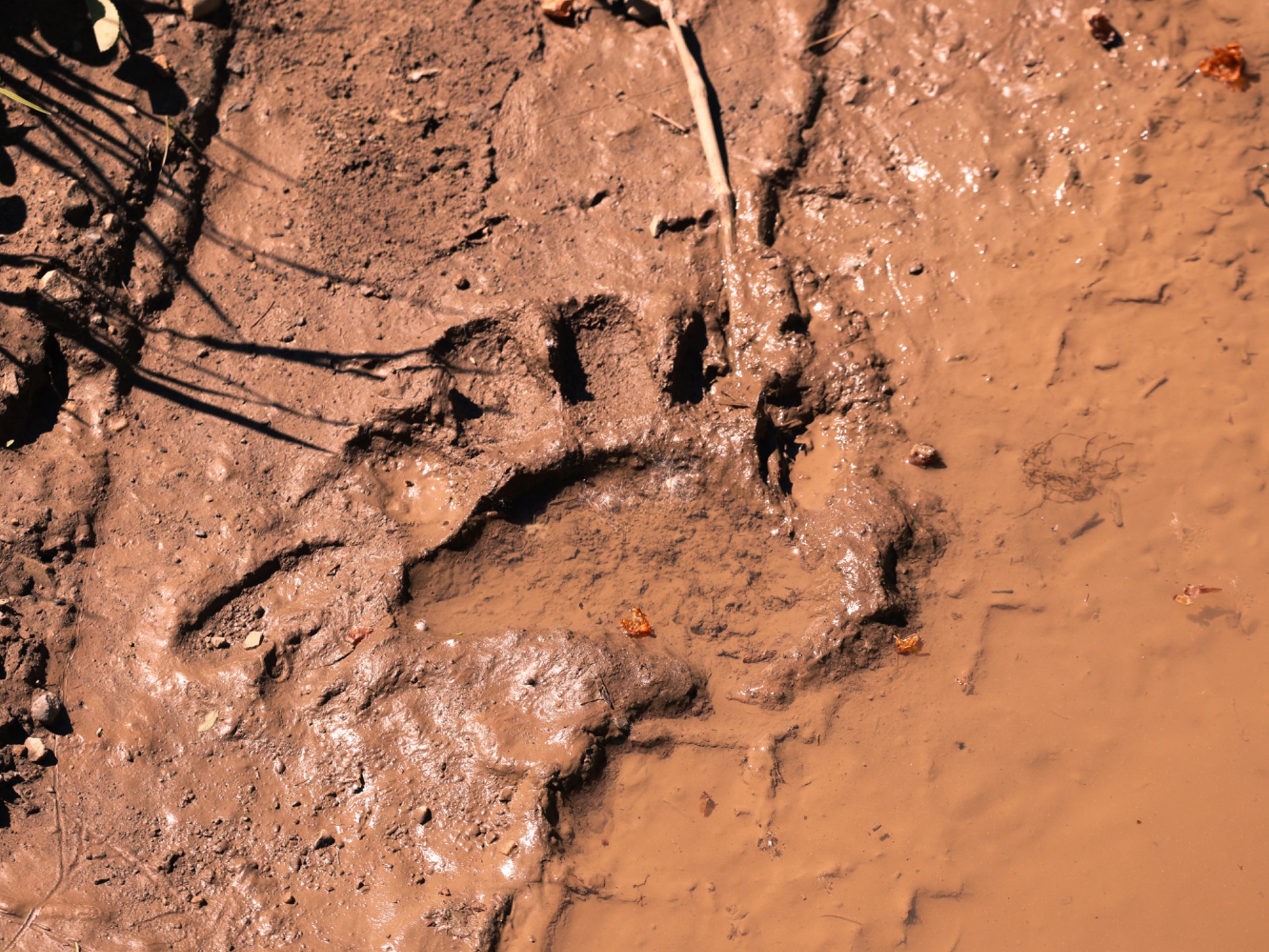 Large animal track pressed into wet mud